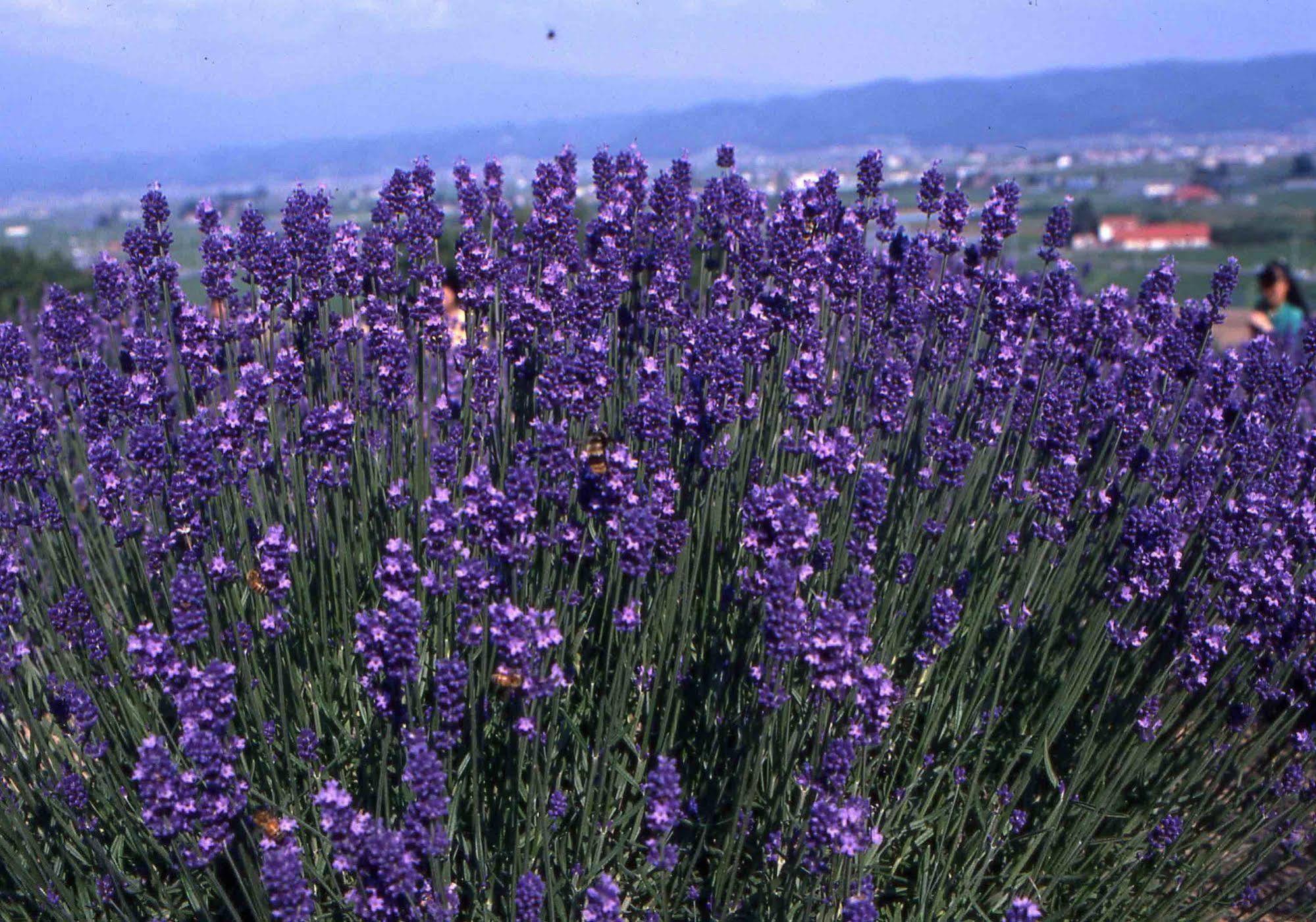 Pension Lavender NakaNakafurano Exterior foto